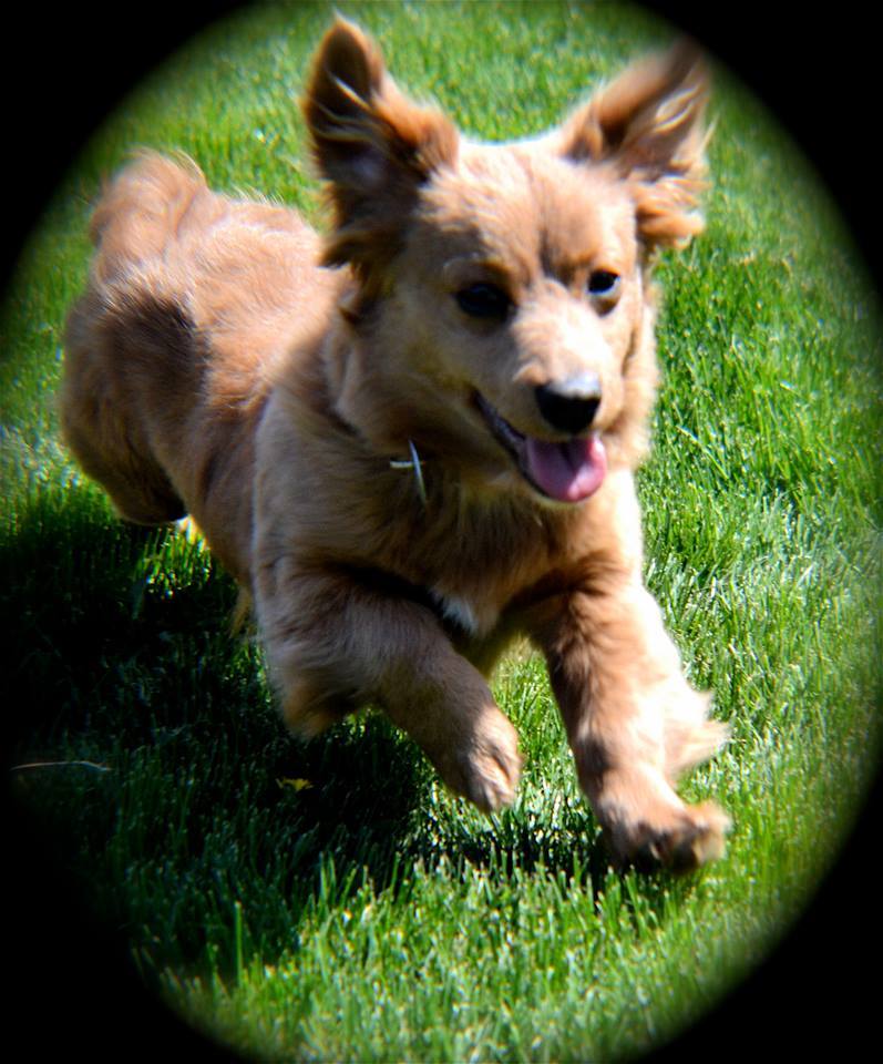 Pets for Adoption at All Mutts Great and Small, in Yakima, WA Petfinder