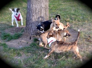 Calypso and her four crazy pups