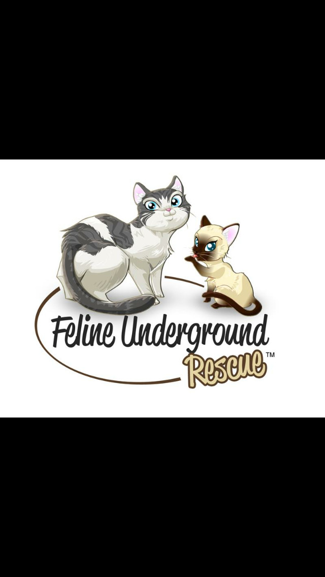 Feline Underground Rescue