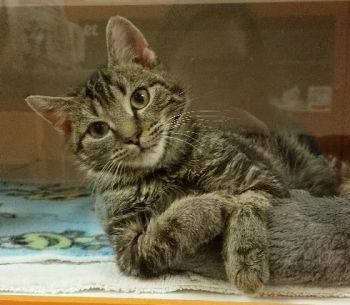 Hanging out in the Cattery