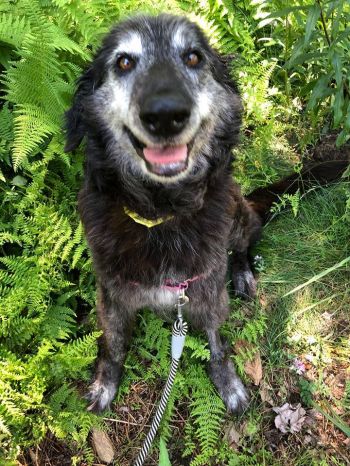 Hanna, one of our adoptable seniors!