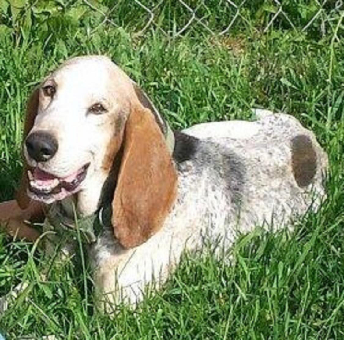 Pets for Adoption at HOUND Rescue and Sanctuary, in Findlay, OH | Petfinder