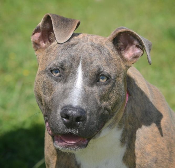 Bastrop County Animal Shelter