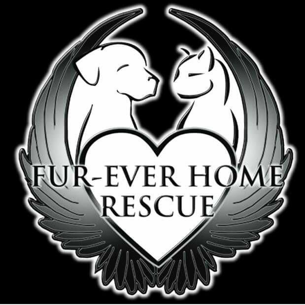 Furever homes sale rescue