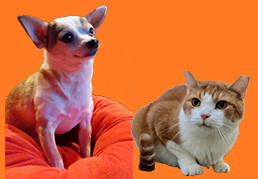 Dogs and Cats at Sunshine's Friends
