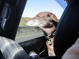 Annie's Rescue Ride