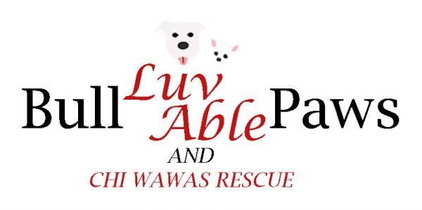 Bull luv able Paws and Chi Wawas Rescue