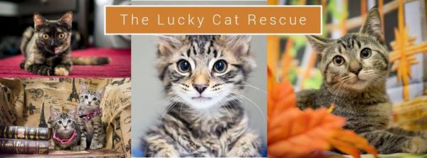 The Lucky Cat Rescue