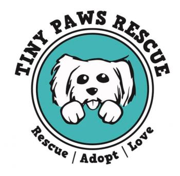 Tiny paws hot sale small animal rescue