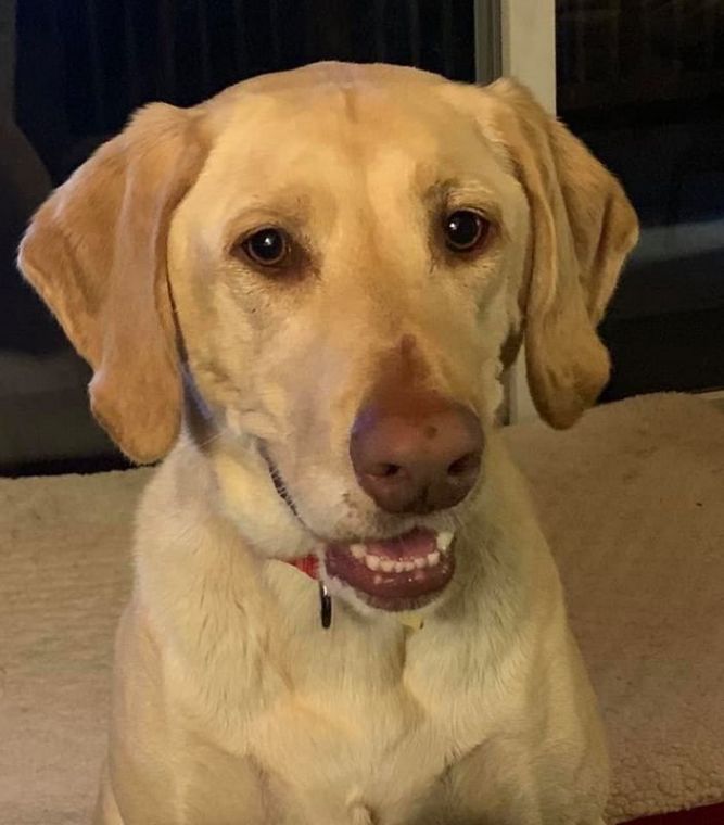 3rd Coast Labrador Rescue