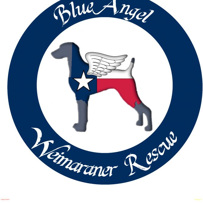 Blue Angel Weimaraner Rescue