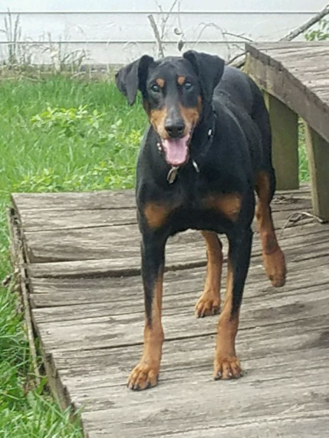 Doberman Underground