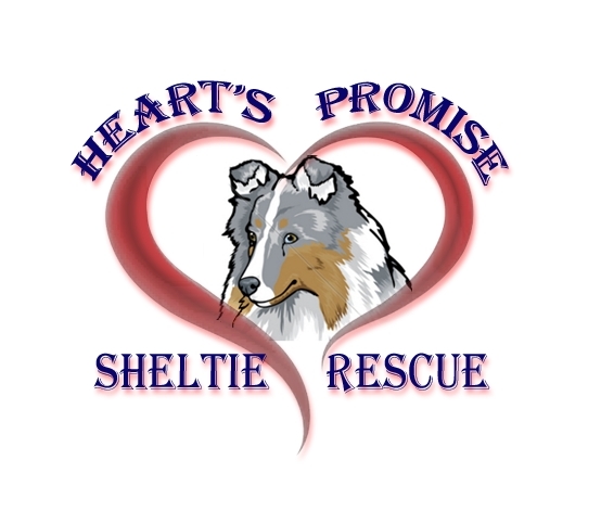 Sheltie adoption sales