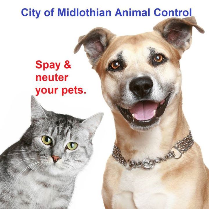 Pets for Adoption at City of Midlothian Animal Shelter, in Midlothian