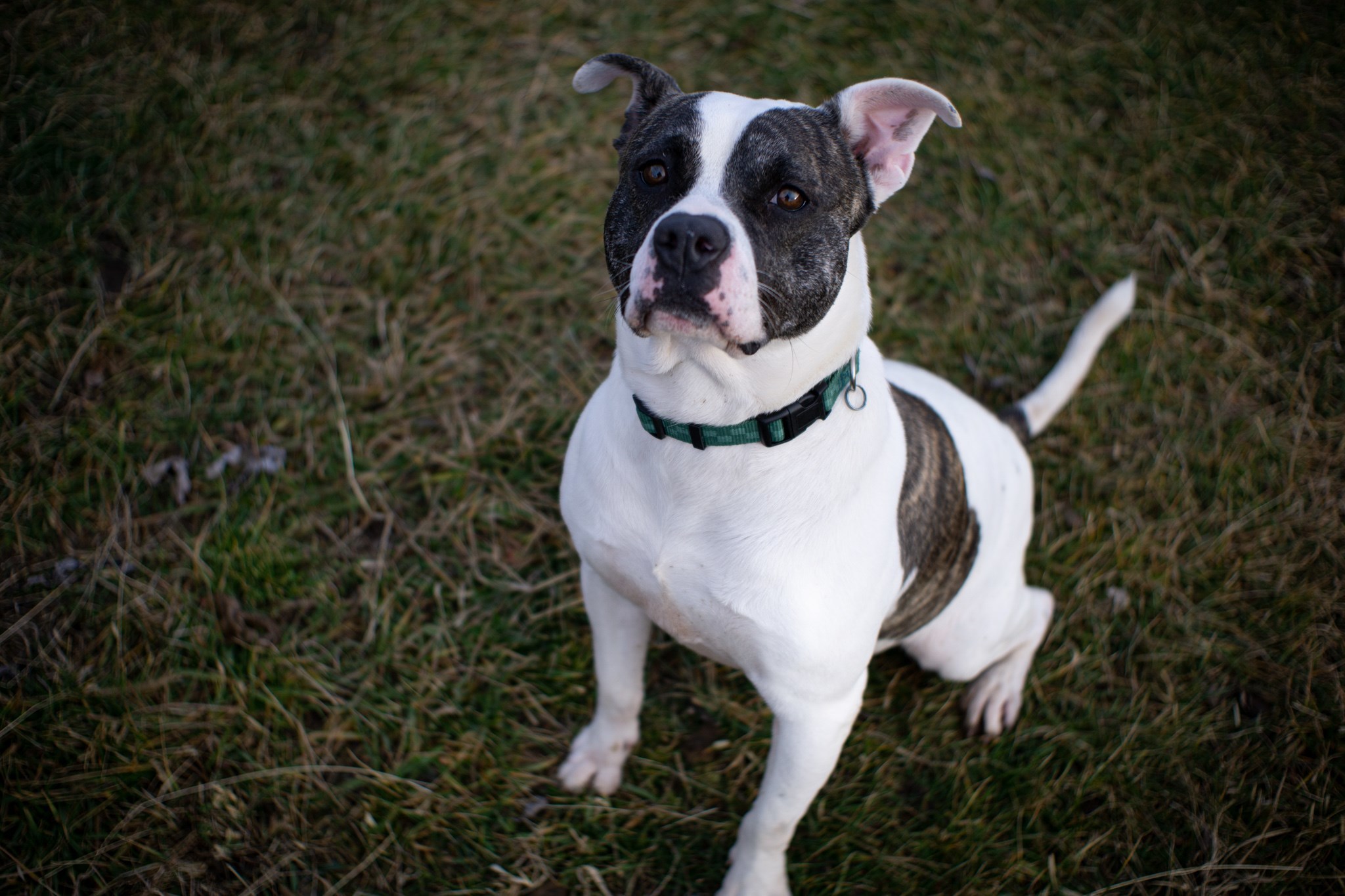 Moberly Animal Shelter and Animal Control