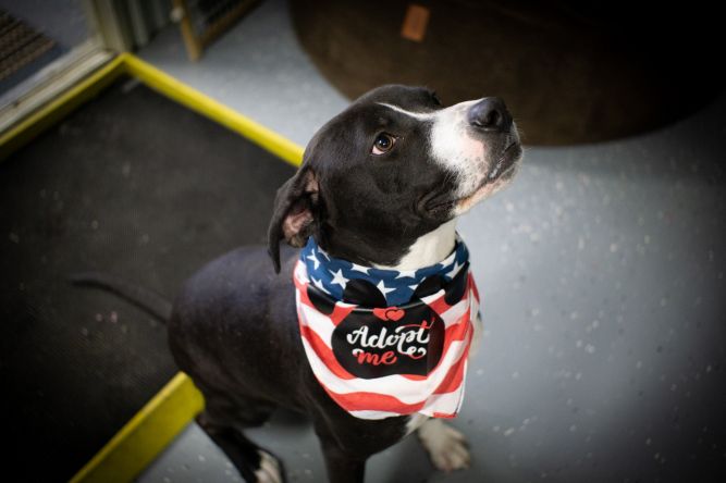 Moberly Animal Shelter and Animal Control