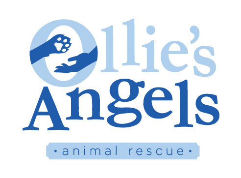 Pets for Adoption at Ollie's Angels Animal Rescue, in Greenlawn, NY |  Petfinder