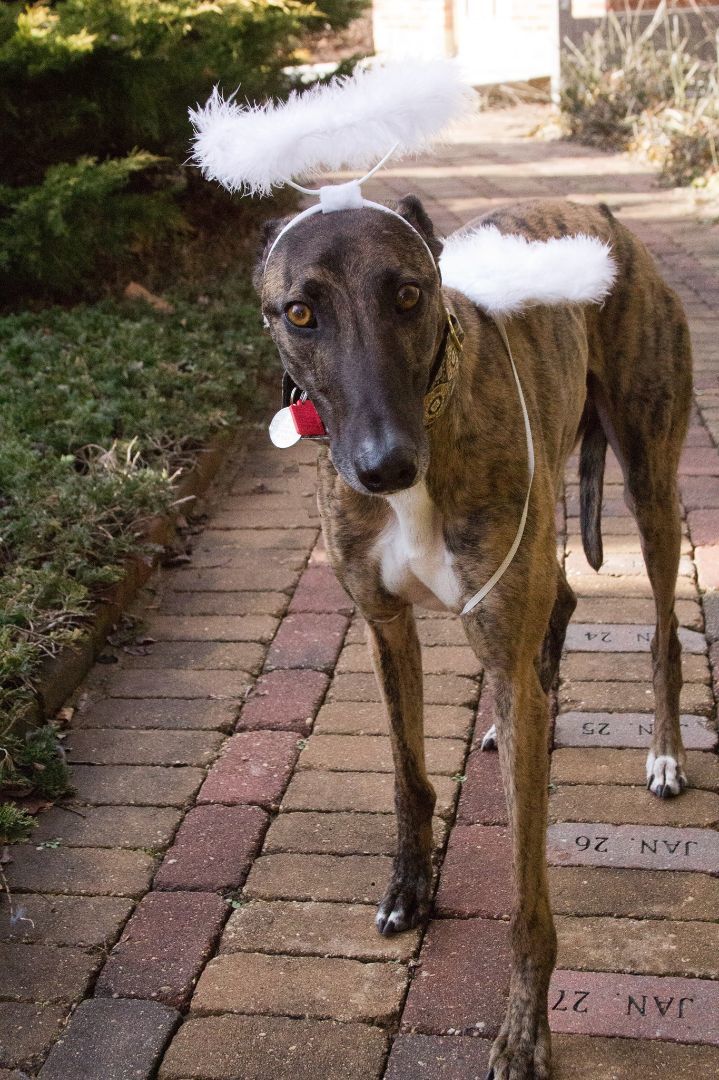 Greyt Angels Greyhound Adoption