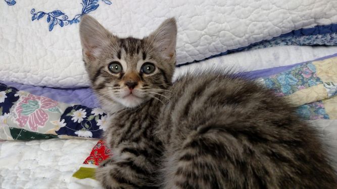 Pets for Adoption at Cats Paw Rescue, in Maryville, TN ...