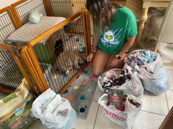 FGCU volunteer - go Eagles!