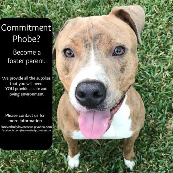 Make a difference! Become a foster parent!