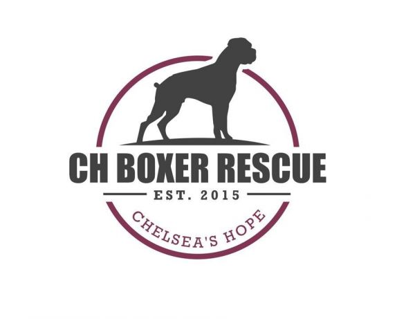 Chelseas Hope Boxer Rescue