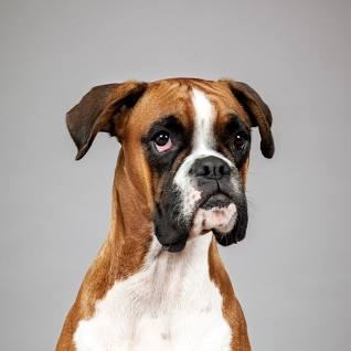 Chelseas Hope Boxer Rescue