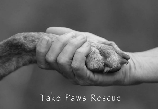 Take Paws Rescue