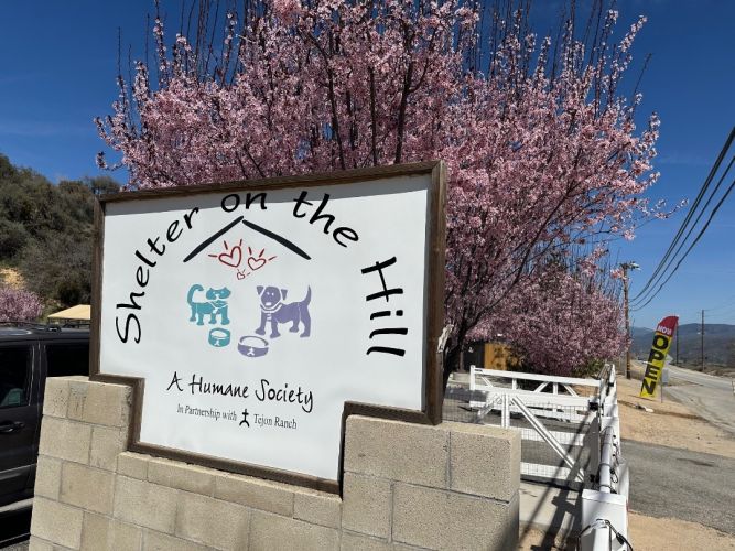 Shelter on the Hill: A Humane Society