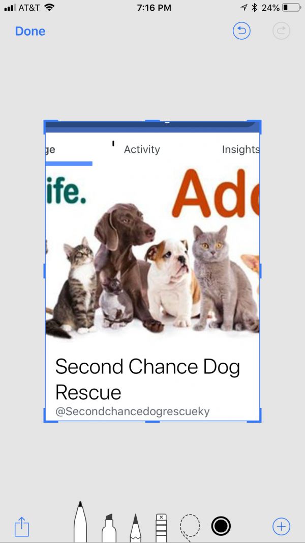 Second Chance Dog Rescue