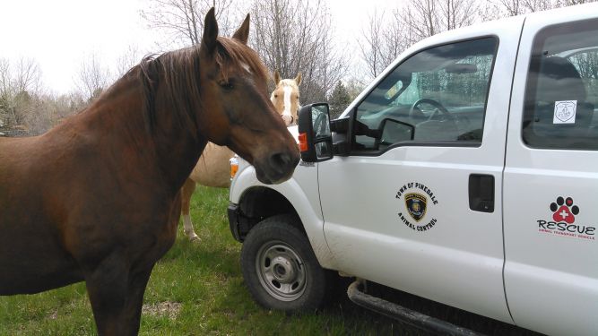 Town of Pinedale Animal Control