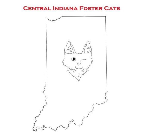 Central Indiana Foster Cats