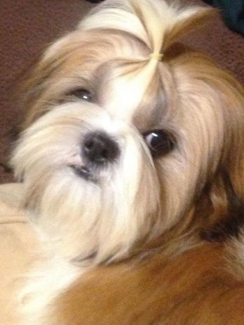 Lone star shih tzu and lhasa apso rescue hot sale arizona