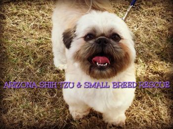 Shih tzu best sale available for adoption