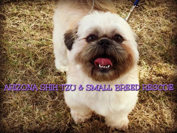 Arizona Shih Tzu and Small Breed Rescue