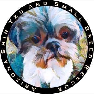 Lone star shih tzu best sale and lhasa apso rescue arizona