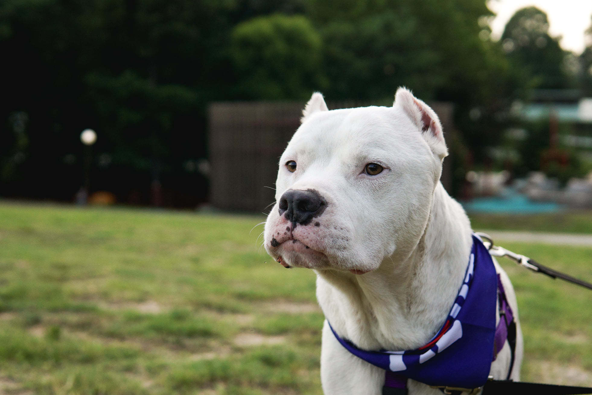 Pets for Adoption at Carolina Adopt-A-BULLS, in Durham, NC ...