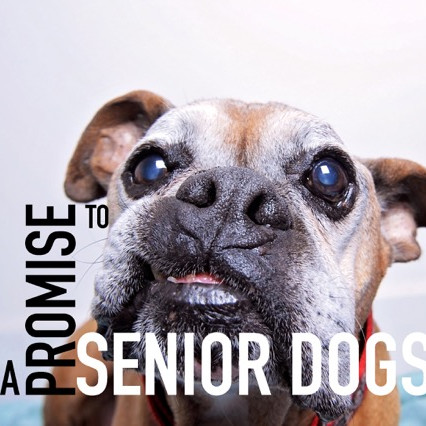 Volunteer-Rescue-Foster-Adopt-Donate