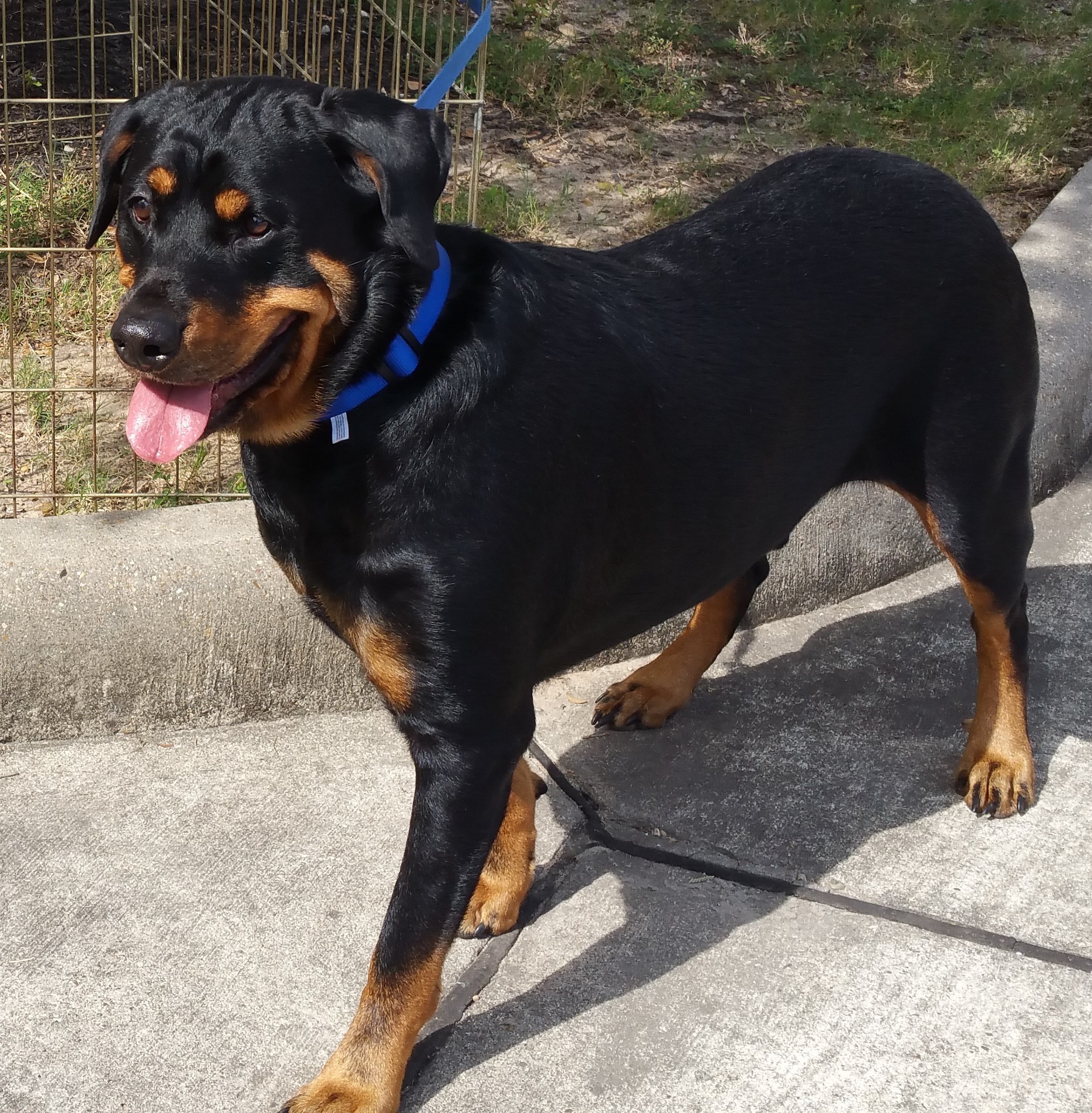 Pets for Adoption at Rescued Rotts, Inc., in League City ...