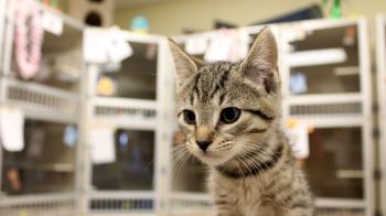 Our cat room is full of cuteness.