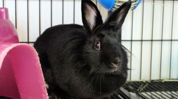 All our rabbits are neutered prior to adoption.