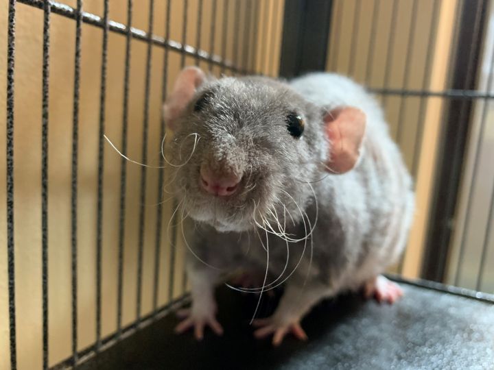 Rats are smart and can be trained to do tricks.