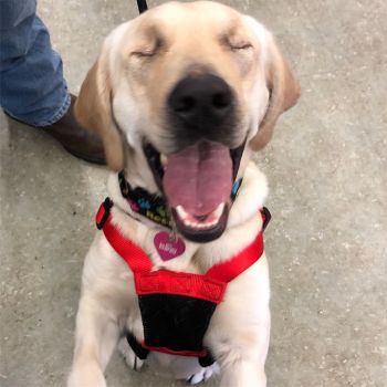 Hope, puppy mill breeder who lost her eyes.