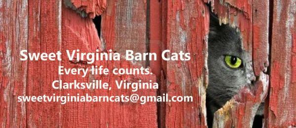 Sweet Virginia Barn Cats