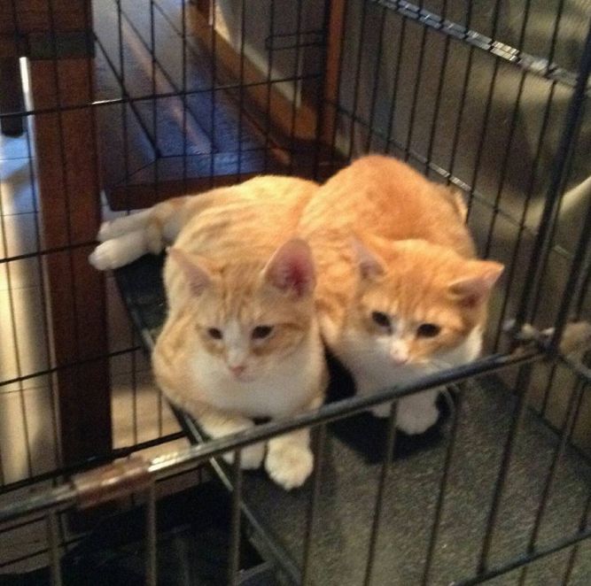Loving Paws, Inc