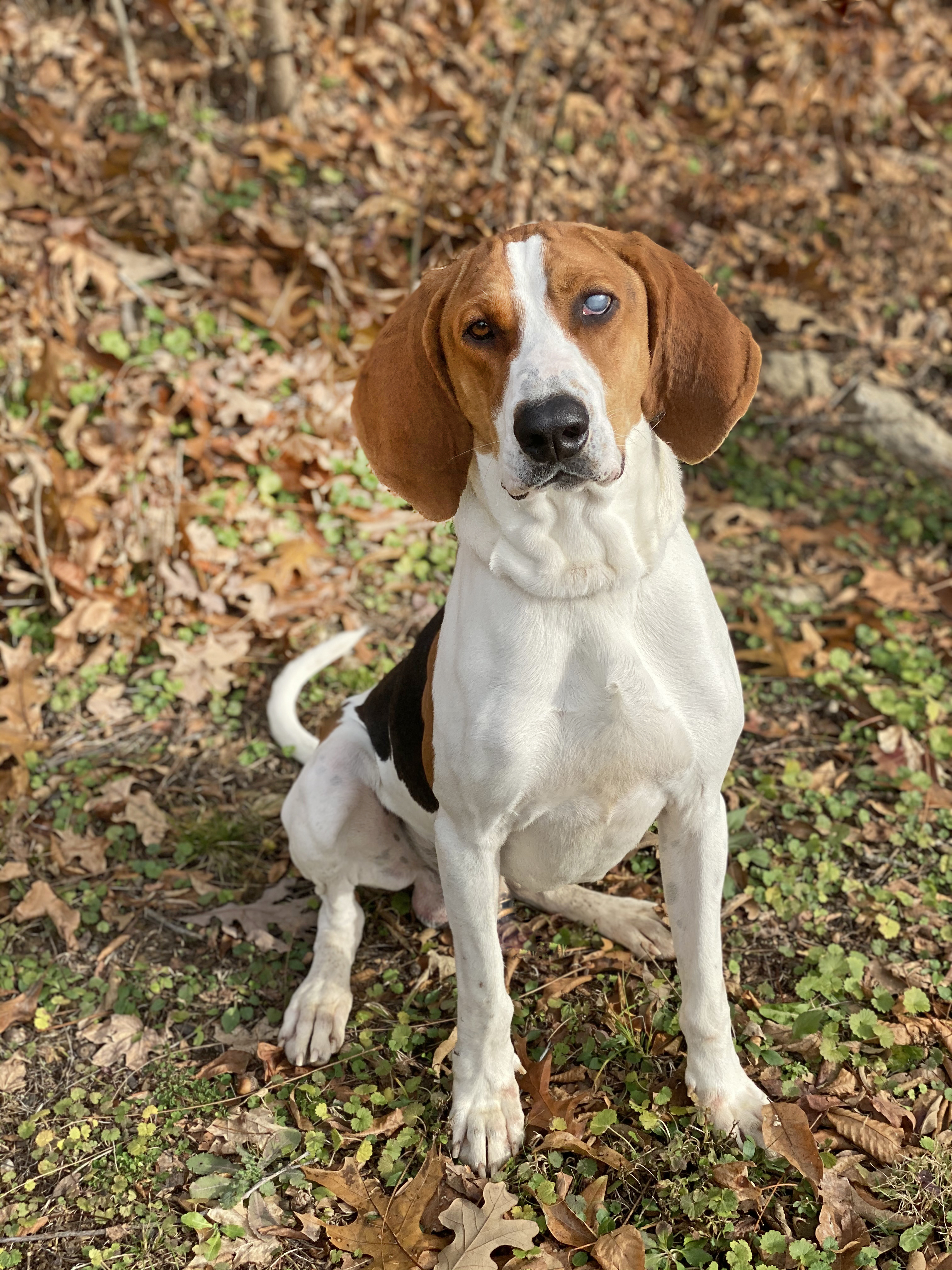 Leitchfield Animal Shelter