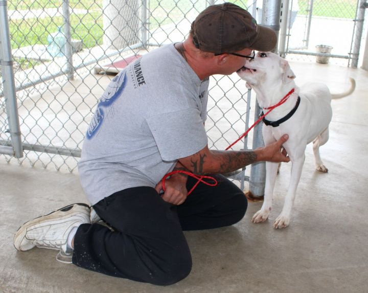 Hancock county store humane society dogs