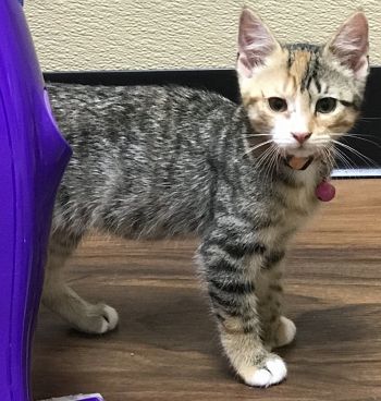 Casy at petvalu in plainsboro