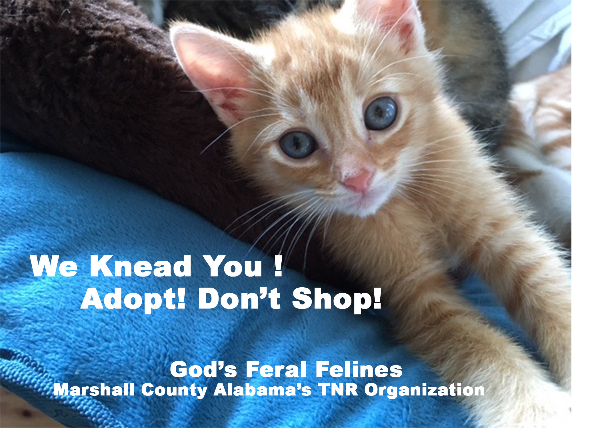 God's Feral Felines Inc.