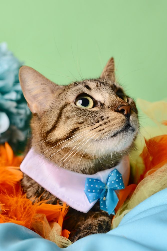 Pets for Adoption at Glass Slipper Animal Rescue, in Houston, TX